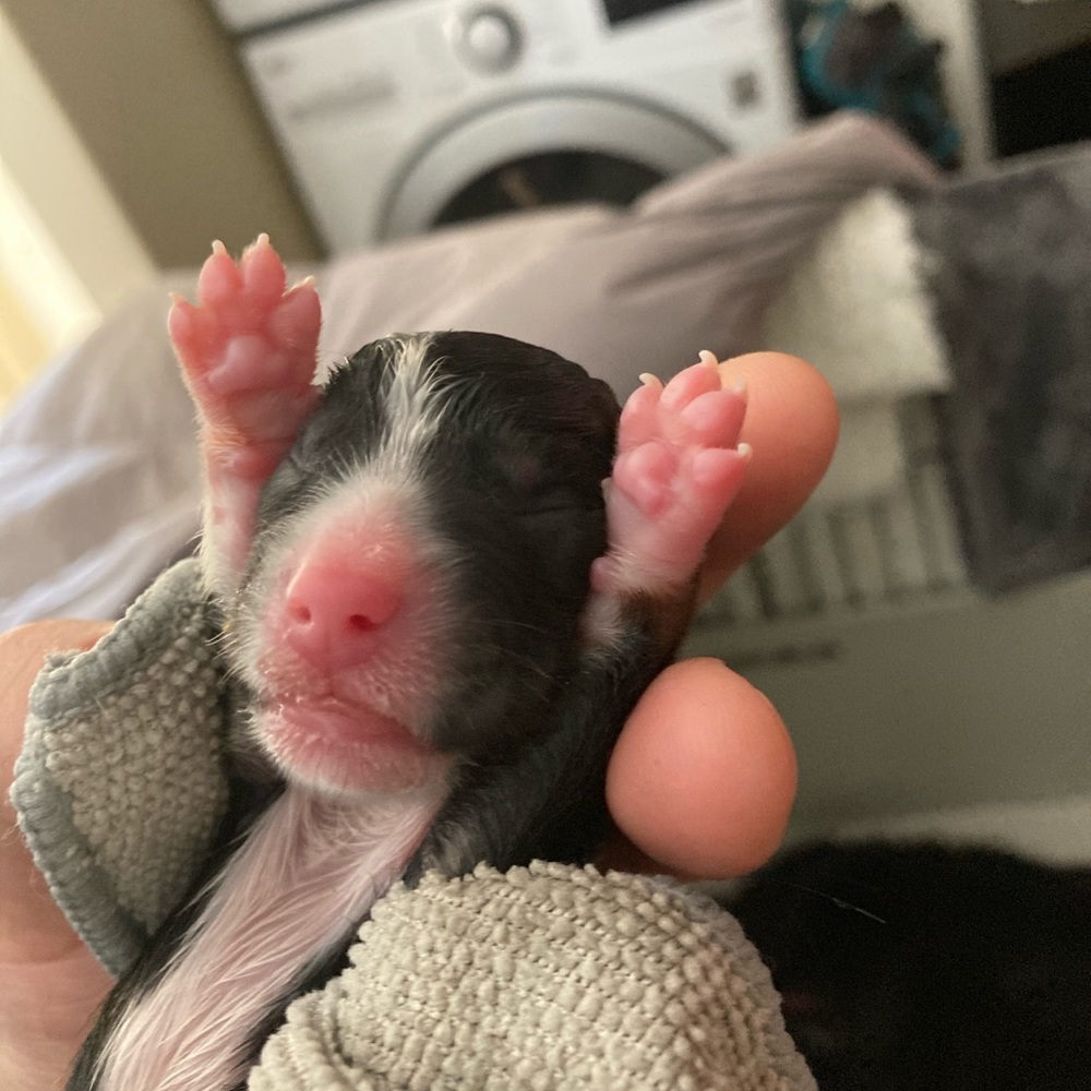 Meet your Posher, Debbie